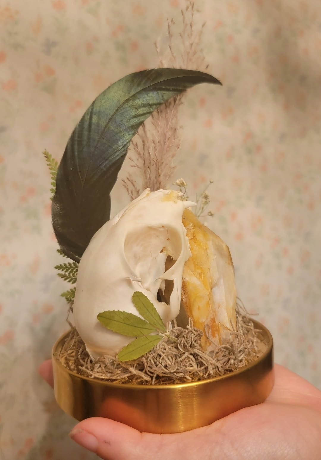 Comparative Cat Skull Study